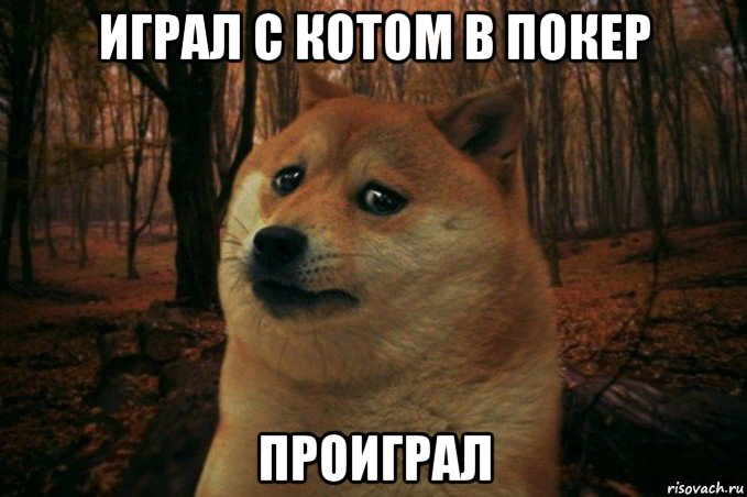 играл с котом в покер проиграл, Мем SAD DOGE