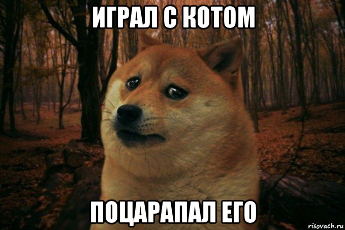 играл с котом поцарапал его, Мем SAD DOGE