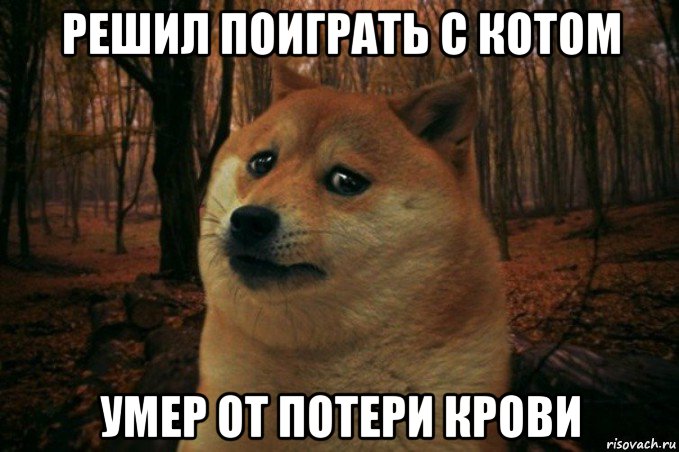 решил поиграть с котом умер от потери крови, Мем SAD DOGE