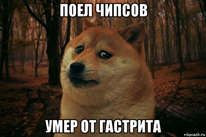 поел чипсов умер от гастрита, Мем SAD DOGE