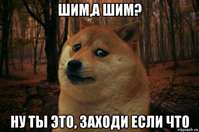 шим,а шим? ну ты это, заходи если что, Мем SAD DOGE