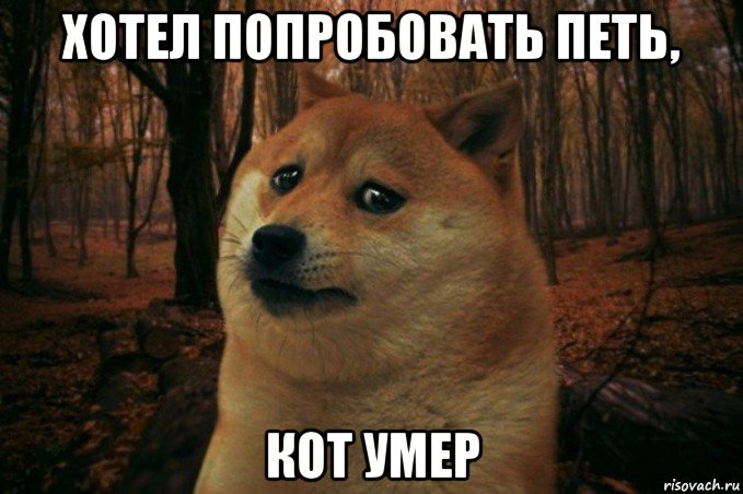 хотел попробовать петь, кот умер, Мем SAD DOGE