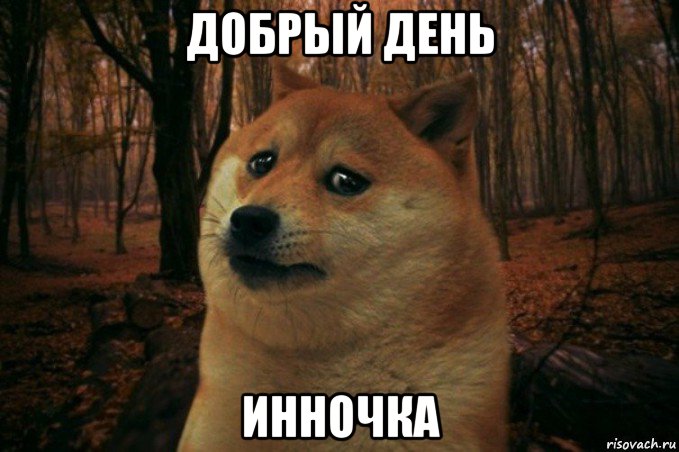 добрый день инночка, Мем SAD DOGE