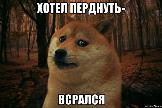 хотел перднуть- всрался, Мем SAD DOGE