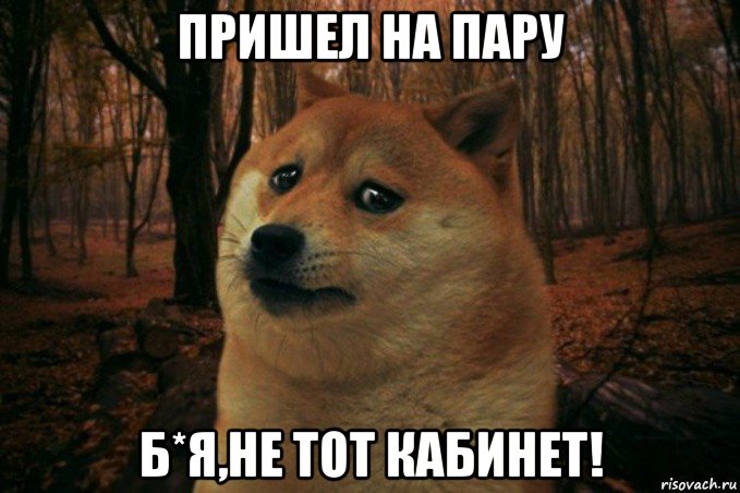 пришел на пару б*я,не тот кабинет!, Мем SAD DOGE