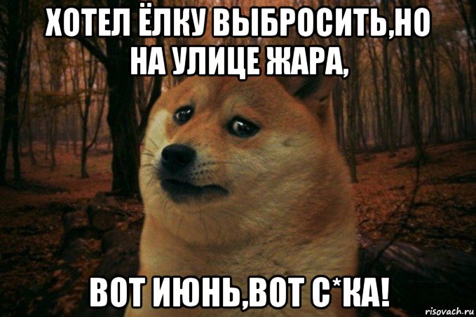 хотел ёлку выбросить,но на улице жара, вот июнь,вот с*ка!, Мем SAD DOGE