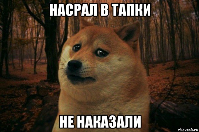 насрал в тапки не наказали, Мем SAD DOGE