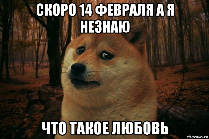 скоро 14 февраля а я незнаю что такое любовь, Мем SAD DOGE