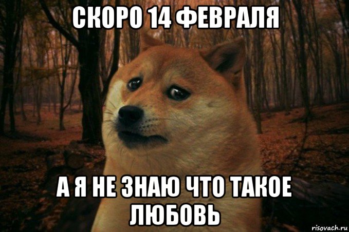 скоро 14 февраля а я не знаю что такое любовь, Мем SAD DOGE