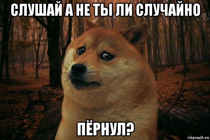 слушай а не ты ли случайно пёрнул?, Мем SAD DOGE