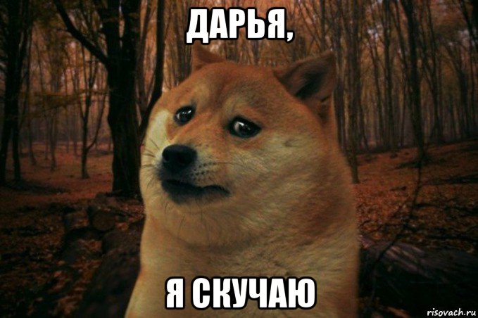 дарья, я скучаю, Мем SAD DOGE