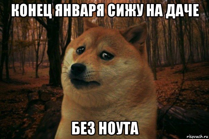 конец января сижу на даче без ноута, Мем SAD DOGE