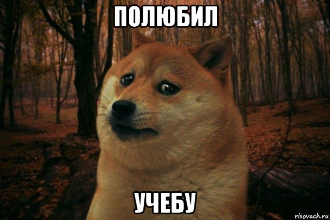 полюбил учебу, Мем SAD DOGE