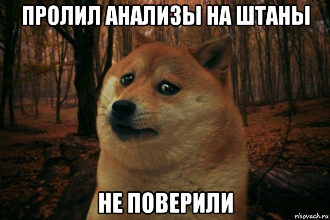 пролил анализы на штаны не поверили, Мем SAD DOGE