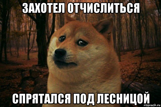 захотел отчислиться спрятался под лесницой, Мем SAD DOGE