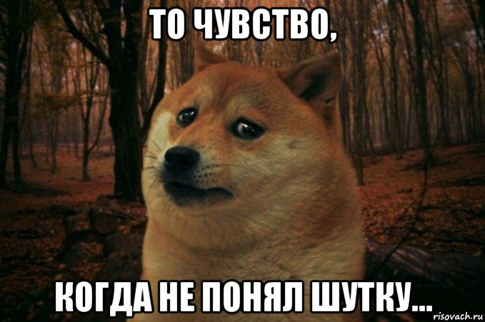 то чувство, когда не понял шутку..., Мем SAD DOGE