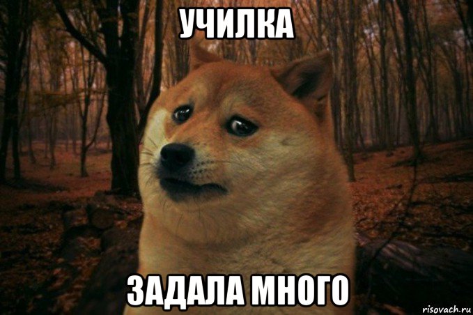 училка задала много, Мем SAD DOGE