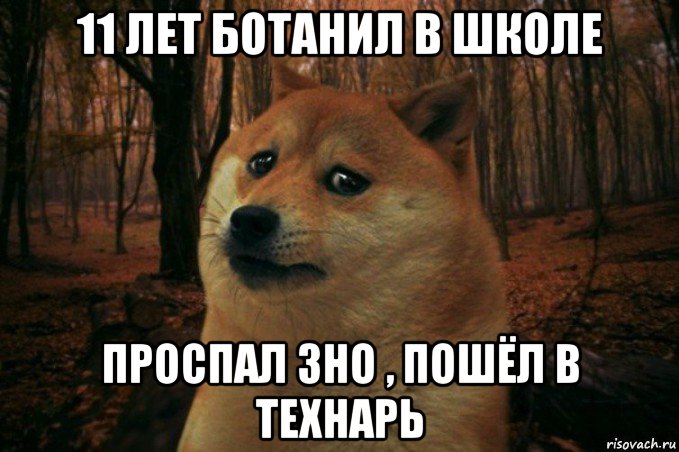 11 лет ботанил в школе проспал зно , пошёл в технарь