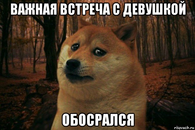 важная встреча с девушкой обосрался, Мем SAD DOGE