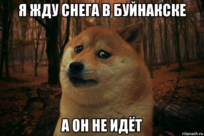 я жду снега в буйнакске а он не идёт, Мем SAD DOGE