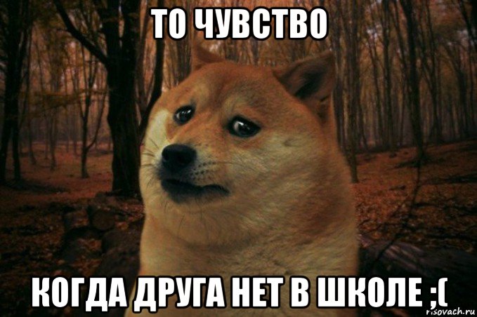 то чувство когда друга нет в школе ;(, Мем SAD DOGE