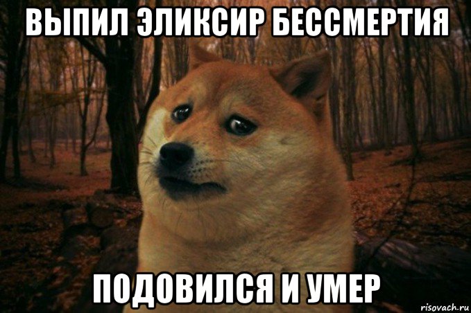 выпил эликсир бессмертия подовился и умер, Мем SAD DOGE