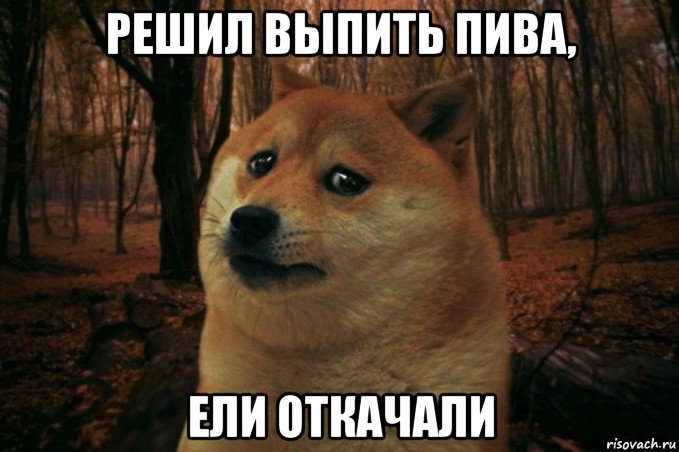 решил выпить пива, ели откачали, Мем SAD DOGE