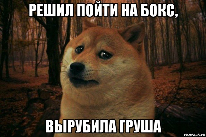 решил пойти на бокс, вырубила груша, Мем SAD DOGE