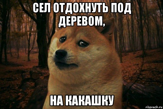 сел отдохнуть под деревом, на какашку, Мем SAD DOGE