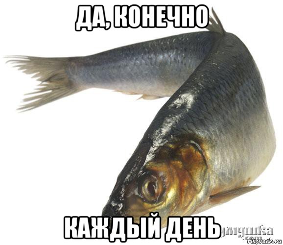 да, конечно каждый день, Мем Селедка - Рисовач .Ру