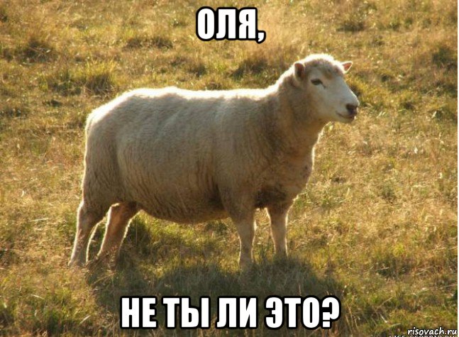 оля, не ты ли это?, Мем Типичная овца