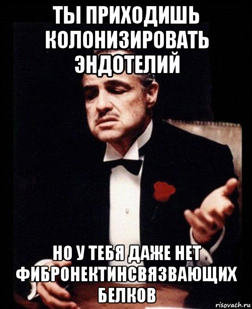 ты приходишь колонизировать эндотелий но у тебя даже нет фибронектинсвязвающих белков, Мем ты делаешь это без уважения