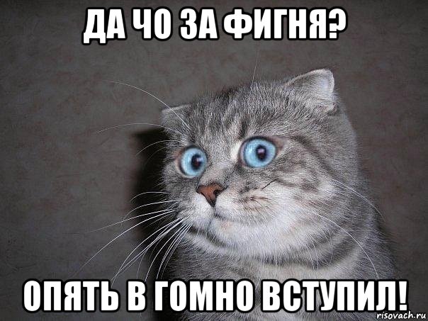 да чо за фигня? опять в гомно вступил!, Мем  удивлённый кот