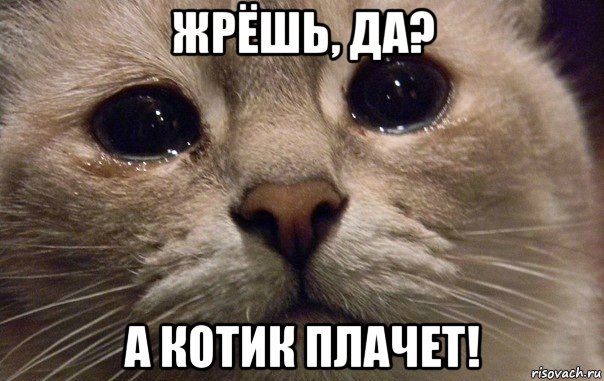 жрёшь, да? а котик плачет!