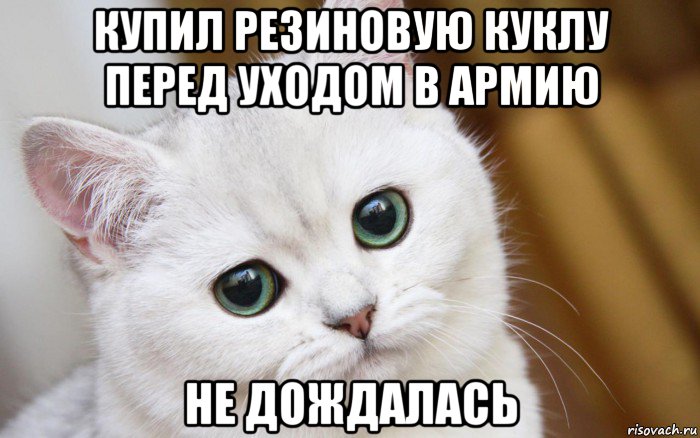 купил резиновую куклу перед уходом в армию не дождалась, Мем  В мире грустит один котик