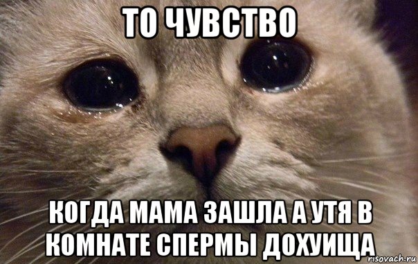 то чувство когда мама зашла а утя в комнате спермы дохуища, Мем   В мире грустит один котик