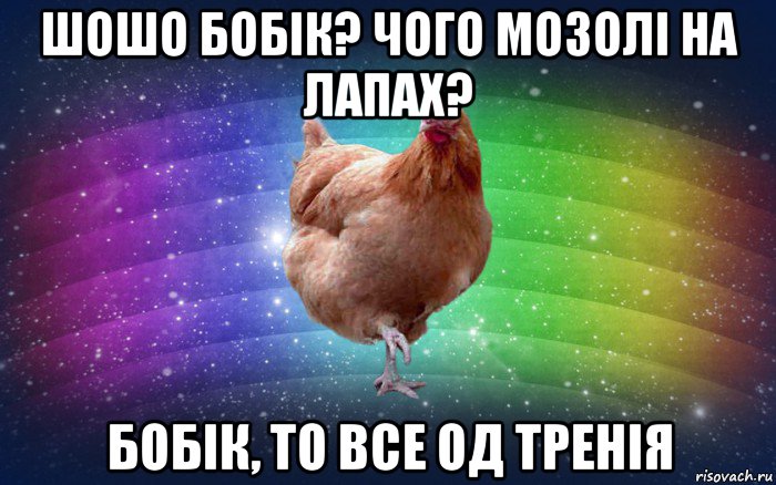 шошо бобік? чого мозолі на лапах? бобік, то все од тренія, Мем Весела Курка