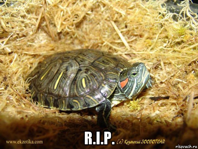  r.i.p.