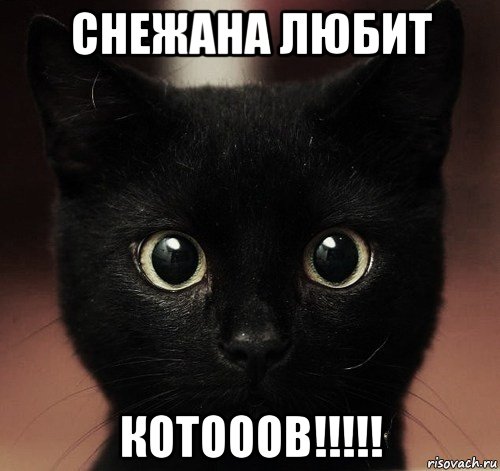 снежана любит котооов!!!!!