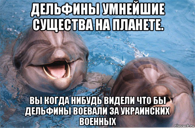 дельфины умнейшие существа на планете. вы когда нибудь видели что бы дельфины воевали за украинских военных