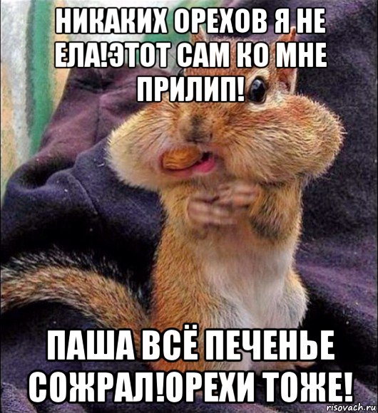 никаких орехов я не ела!этот сам ко мне прилип! паша всё печенье сожрал!орехи тоже!