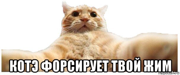  котэ форсирует твой жим, Мем   Кэтсвилл