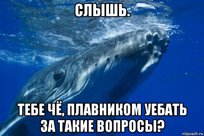 слышь. тебе чё, плавником уебать за такие вопросы?