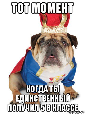 тот момент когда ты единственный получил 5 в классе, Мем Король Пес