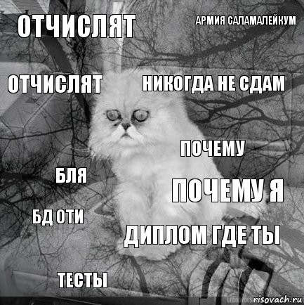 Отчислят Почему я Никогда не сдам Тесты Бля Армия саламалейкум Диплом Где ты Отчислят Бд оти Почему, Комикс  кот безысходность