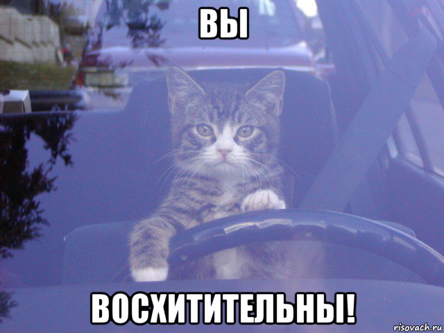 вы восхитительны!