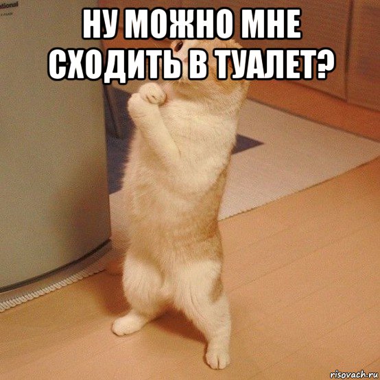 ну можно мне сходить в туалет? , Мем  котэ молится