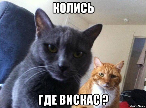 колись где вискас ?