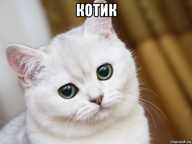 котик , Мем kotik