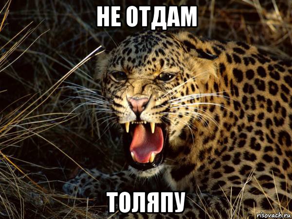 не отдам толяпу, Мем Мое лицо